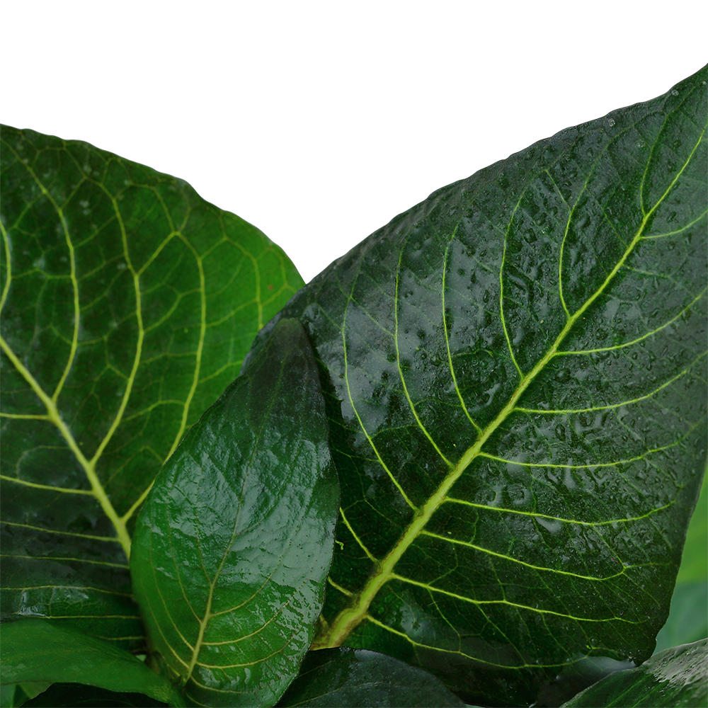 Hygrophila corymbosa 'Compact'