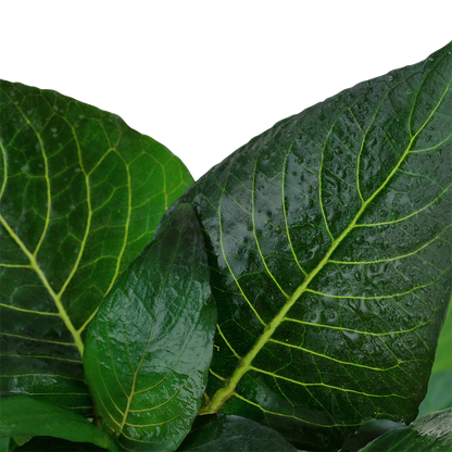 Hygrophila corymbosa 'Compact'