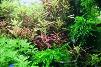 Limnophila hippuridoides