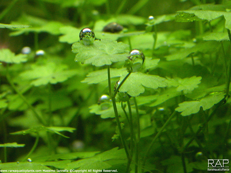 Hydrocotyle tripartita