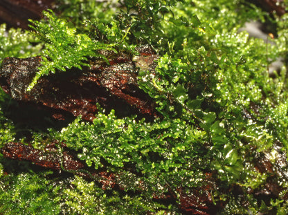 Riccardia chamedryfolia