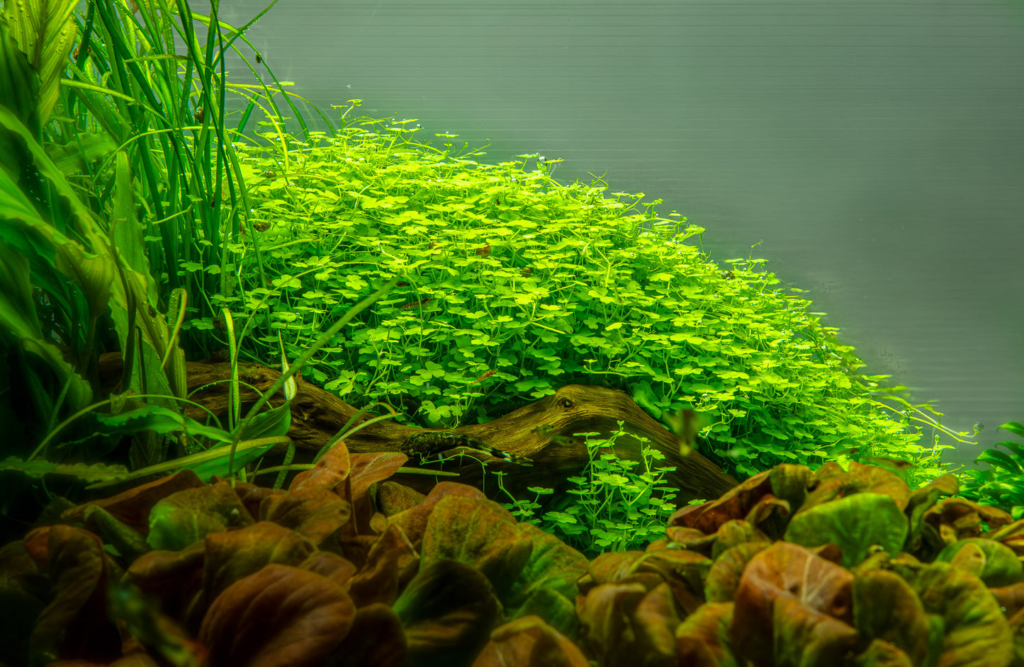 Shinnersia rivularis 'Weiss-Grün'