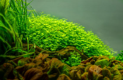 Shinnersia rivularis 'Weiss-Grün'