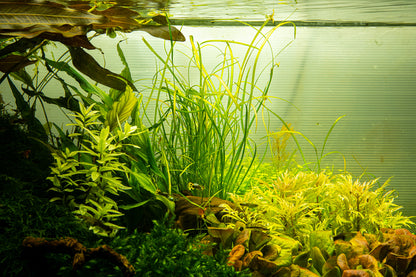 Sagittaria subulata 'Needle Leaf'