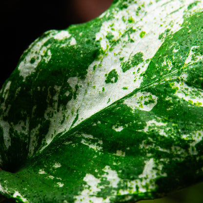 Anubias barteri var. nana ’Pinto’