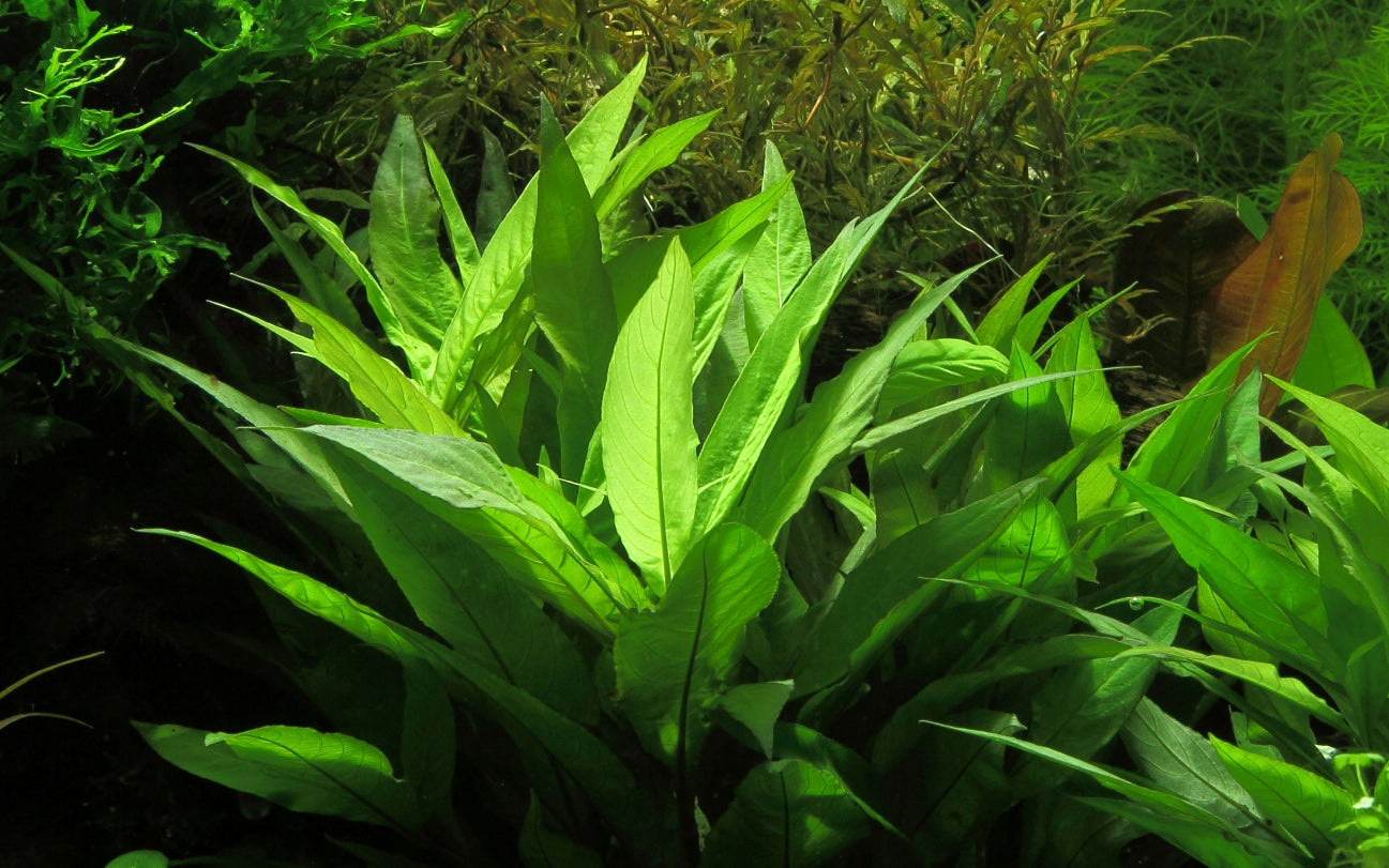 Hygrophila corymbosa