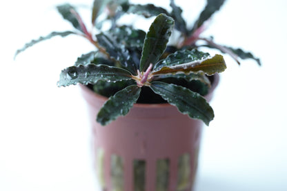 Bucephalandra 'Kedagang'