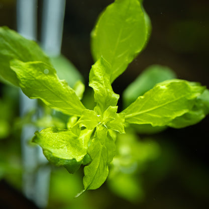 Ludwigia palustris 'Green'